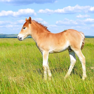 Kırsal kesimde genç ve güzel bir tay