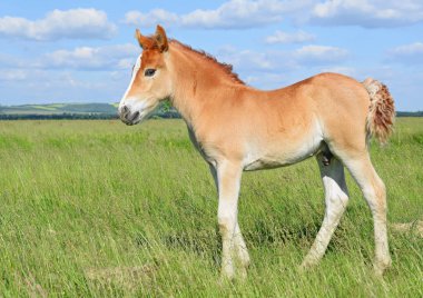 Kırsal kesimde genç ve güzel bir tay