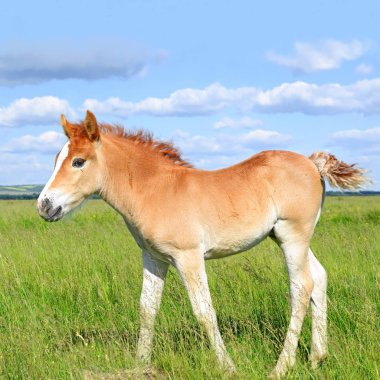 Kırsal kesimde genç ve güzel bir tay