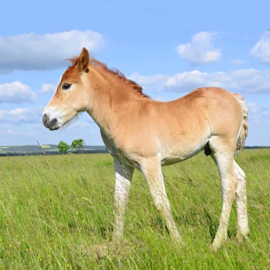 Kırsal kesimde genç ve güzel bir tay