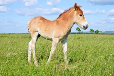 Kırsal kesimde genç ve güzel bir tay