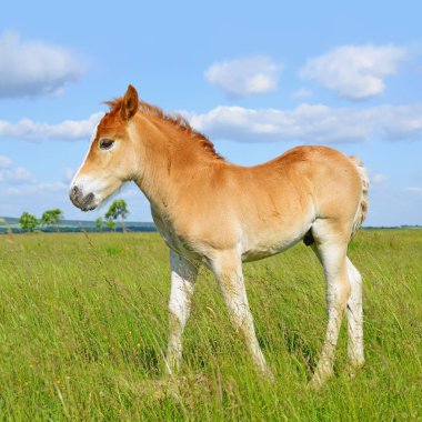 young beautiful foal in a rural countryside