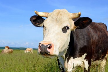 close up of cute cow on meadow