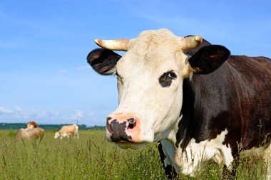 close up of cute cow on meadow