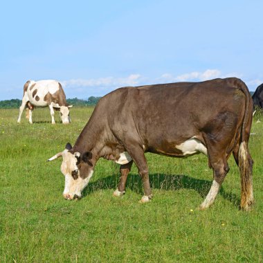 cows on a summer pasture in a sunny day