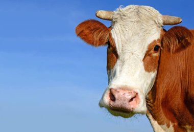 cow portrait on a blue sky background