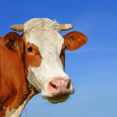 cow portrait on a blue sky background