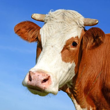 cow portrait on a blue sky background