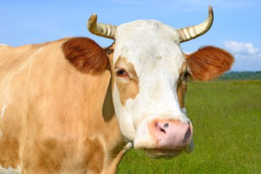 cow portrait on a blue sky background