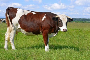 beautiful cow on a summer pasture in a sunny day