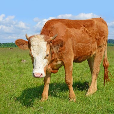 cow on a summer pasture in a sunny day