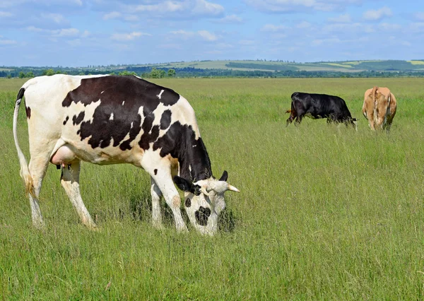 Vacas Pasto Verão Uma Paisagem Rural Verão — Fotografia de Stock