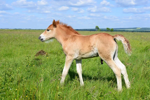 Young Beautiful Foal Rural Countryside — Stok fotoğraf