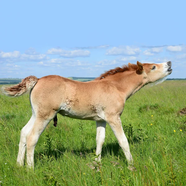 Young Beautiful Foal Rural Countryside — Foto de Stock