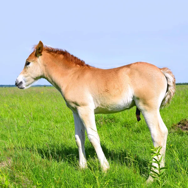 Young Beautiful Foal Rural Countryside — Stock fotografie