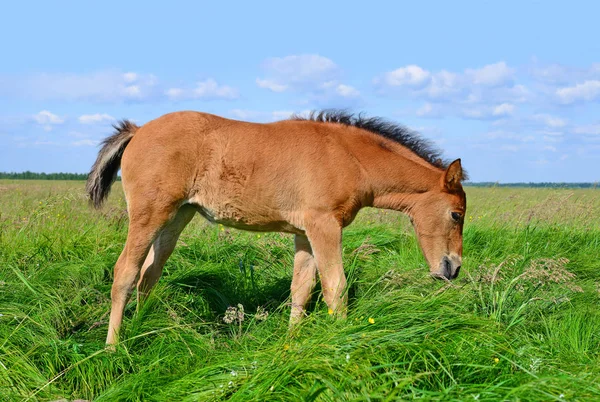 Young Beautiful Foal Rural Countryside —  Fotos de Stock