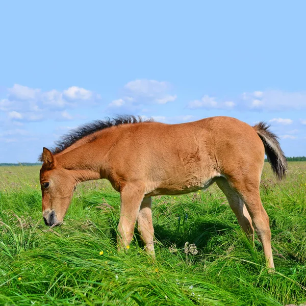 Young Beautiful Foal Rural Countryside — 图库照片