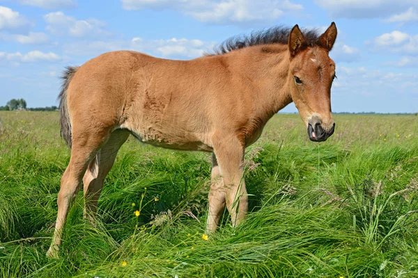 Potro Bonito Jovem Campo Rural — Fotografia de Stock