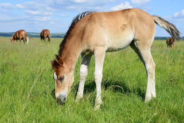 牧草地で放牧されている馬の群れ — ストック写真