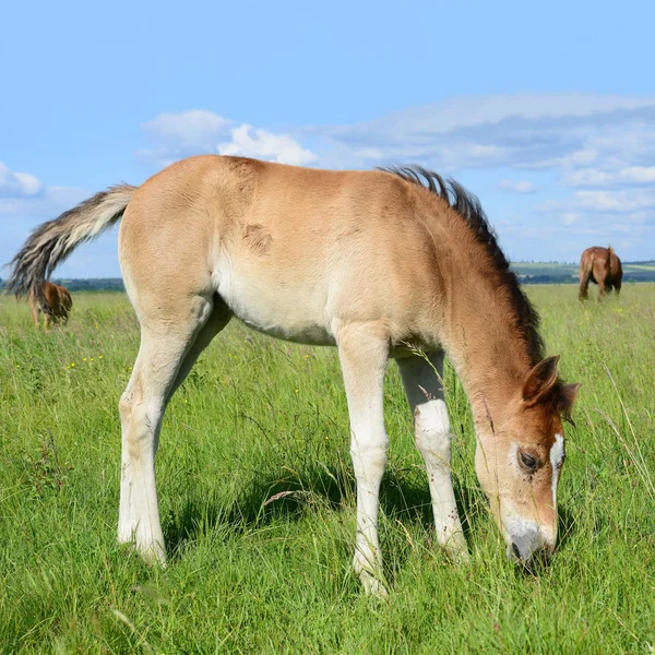 Young Beautiful Foal Rural Countryside — Stockfoto