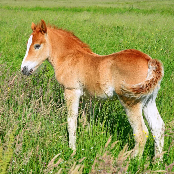 Young Beautiful Foal Rural Countryside — Stockfoto