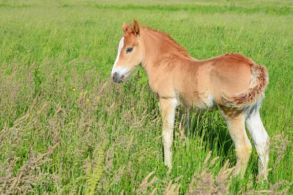 Young Beautiful Foal Rural Countryside — 스톡 사진