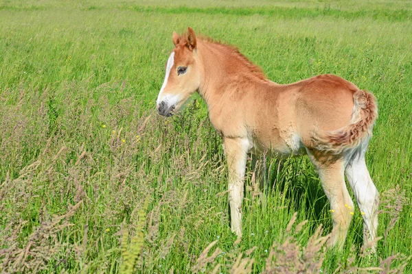 Young Beautiful Foal Rural Countryside — Stockfoto