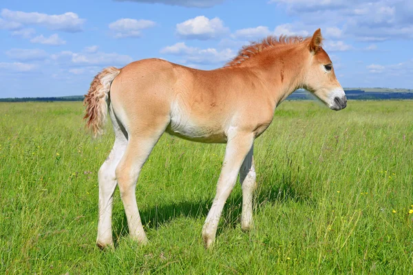 Young Beautiful Foal Rural Countryside — Stock fotografie