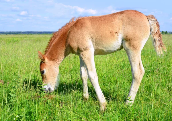 Young Beautiful Foal Rural Countryside — Stockfoto