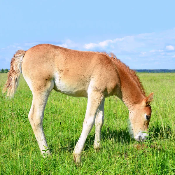 Young Beautiful Foal Rural Countryside — Foto Stock