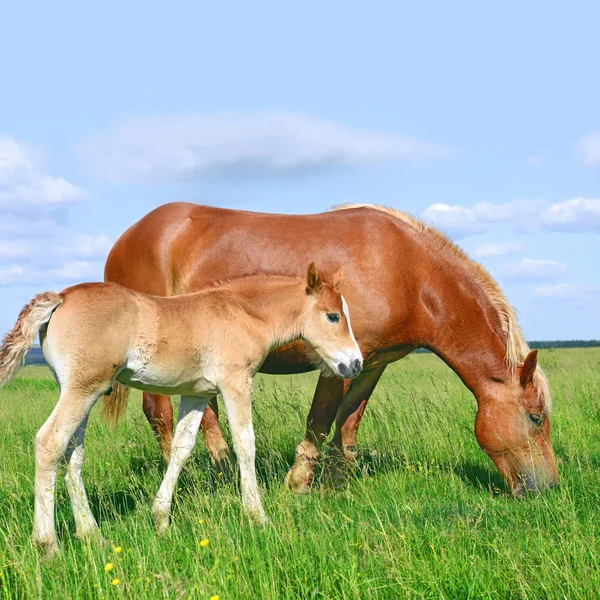 Fohlen Mit Stute Auf Der Sommerweide — Stockfoto