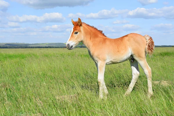 Young Beautiful Foal Rural Countryside — Zdjęcie stockowe