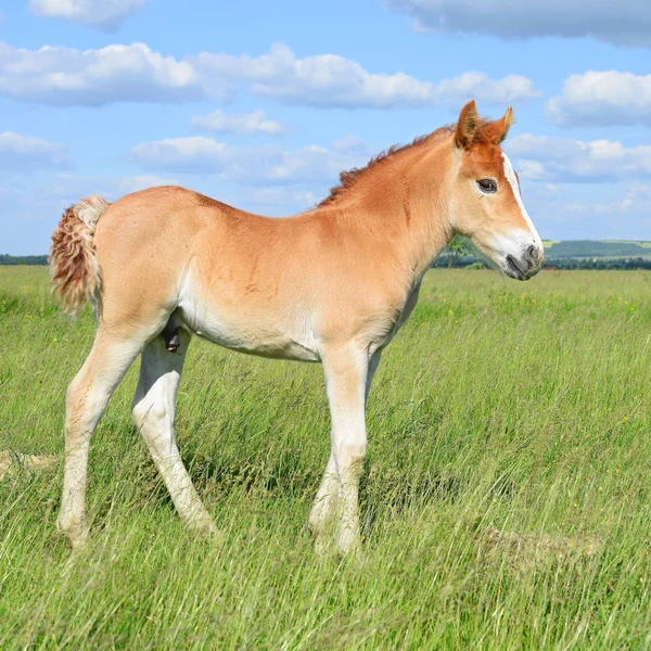 Joven Hermoso Potro Campo Rural —  Fotos de Stock