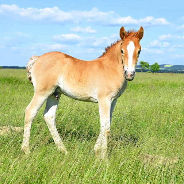 Young Beautiful Foal Rural Countryside — Stock Photo, Image