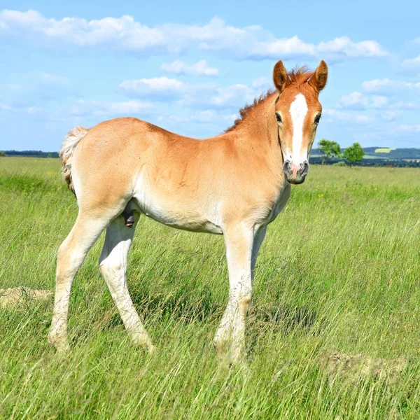 Potro Bonito Jovem Campo Rural — Fotografia de Stock