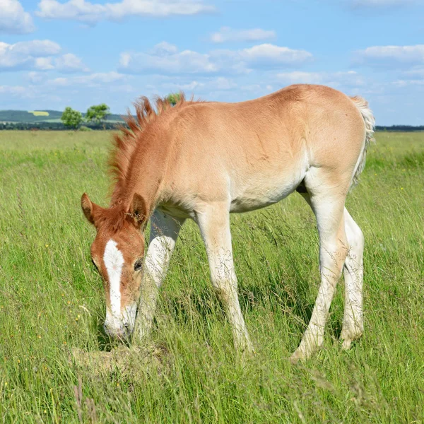 Young Beautiful Foal Rural Countryside — Photo