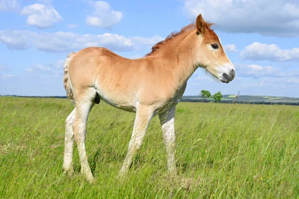 Young Beautiful Foal Rural Countryside — Stok fotoğraf