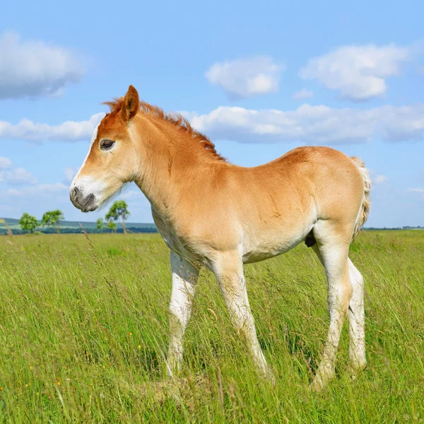 Young Beautiful Foal Rural Countryside — 图库照片