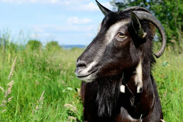 Cute Black Goat Pasture Organic Farm — Stock Photo, Image