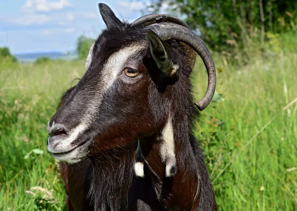 Cute Black Goat Pasture Organic Farm — Stock Photo, Image