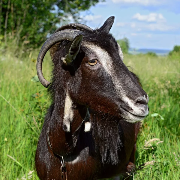 Cute Black Goat Pasture Organic Farm — Zdjęcie stockowe