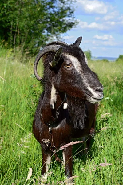 Cute Black Goat Pasture Organic Farm — Stock Photo, Image