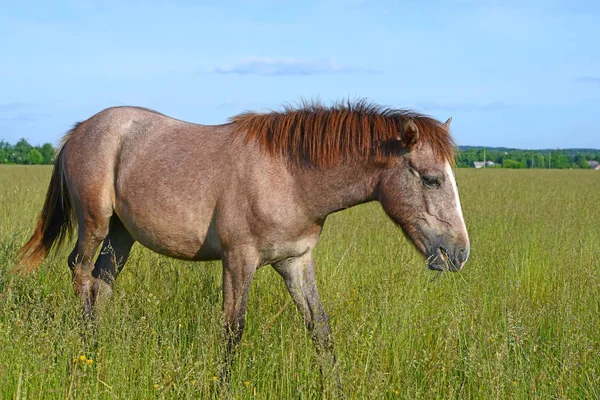 Όμορφο Άλογο Στο Βοσκότοπο — Φωτογραφία Αρχείου