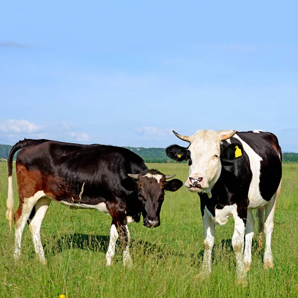Vacile Pășunând Pășunile Vară — Fotografie, imagine de stoc