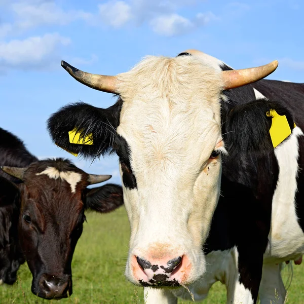 Cows Grazing Summer Pasture — Stock Photo, Image