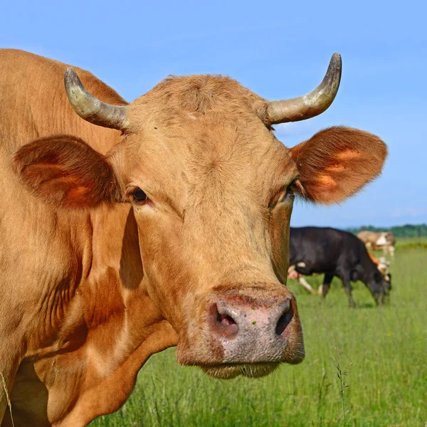 Корови Зеленому Літньому Пасовищі — стокове фото