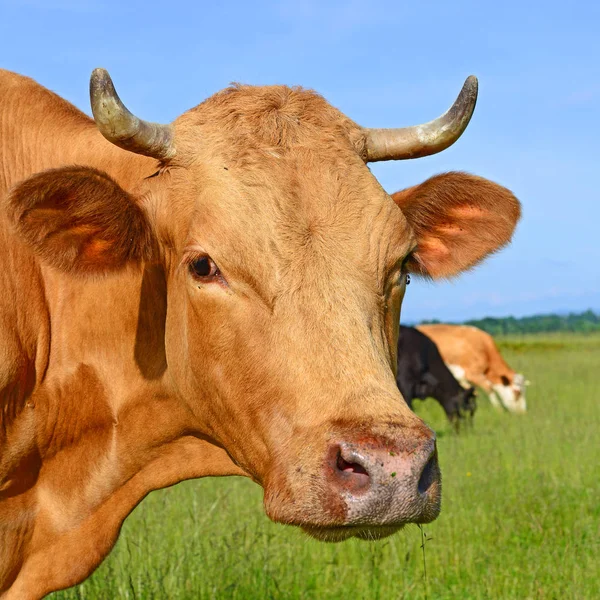 Cows Green Summer Pasture — Stockfoto