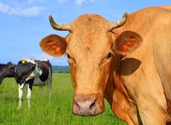 Zomer Weide Grazende Koeien — Stockfoto