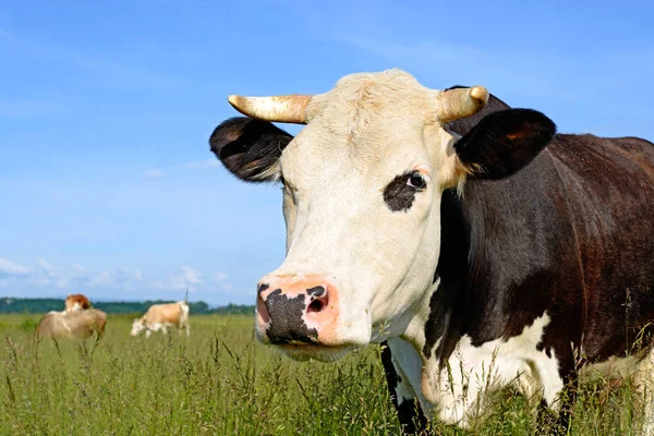 Close Cute Cow Meadow — Zdjęcie stockowe