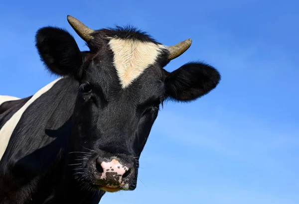 Cow Portrait Blue Sky Background — Zdjęcie stockowe